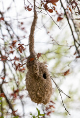 a close-up with a bird's nest Remiz pendulinus