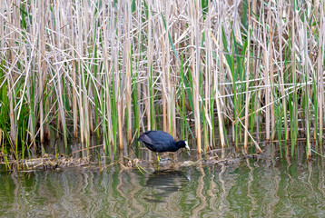 a Coot bird is looking for food in the water