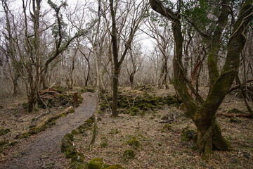 dreary winter forest with pathway