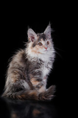Fototapeta na wymiar Maine Coon Kitten on a black background. striped cat yawns portrait in studio