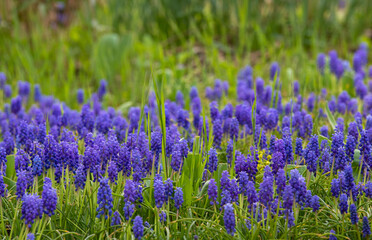 Fototapeta premium a close-up of Armenian Muscari flowers with selective focus