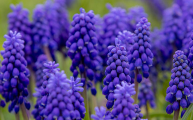 a close-up of Armenian Muscari flowers with selective focus