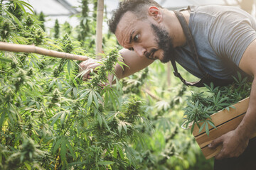 Farmers collecting cannabis In his commercial, cannabis sativa is grown industrially for the...