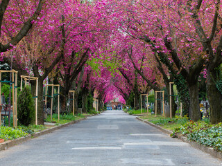 an alley among Japanese cherry blossom trees in a park