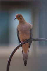 Dove perched on backyard pole