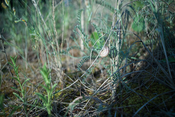 Snail in the forest
