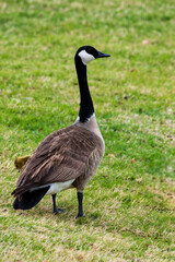A Canadian goose watching her goslings 