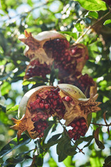 Pomegranate hanging on a tree