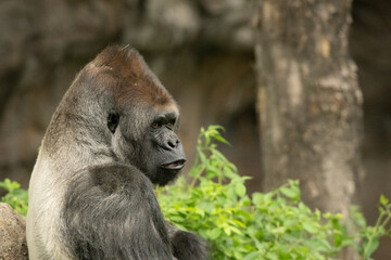 A gorilla resting