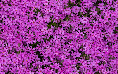 Obraz premium a close-up with many Phlox subulata flowers