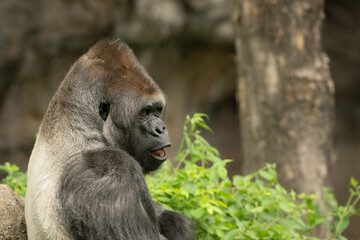 A gorilla contemplating breakfast 