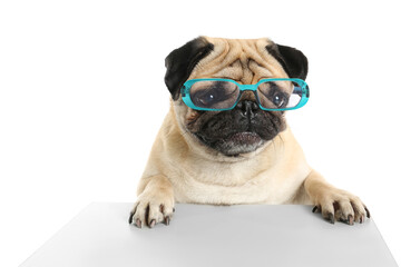 Cute pug dog wearing eyeglasses on white background