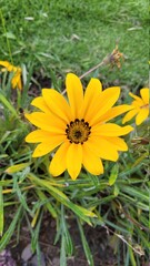 yellow flower in the garden