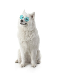 Cute Samoyed dog wearing eyeglasses on white background