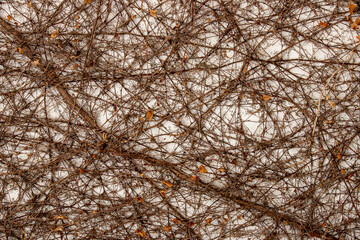 Many dried vines of a hanging plant on a wall