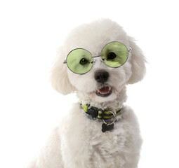 Cute little dog wearing eyeglasses on white background - obrazy, fototapety, plakaty
