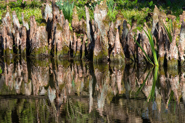 many old stumps reflected in water