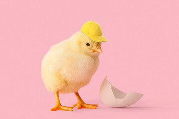 Cute newborn chick in stylish cap on pink background