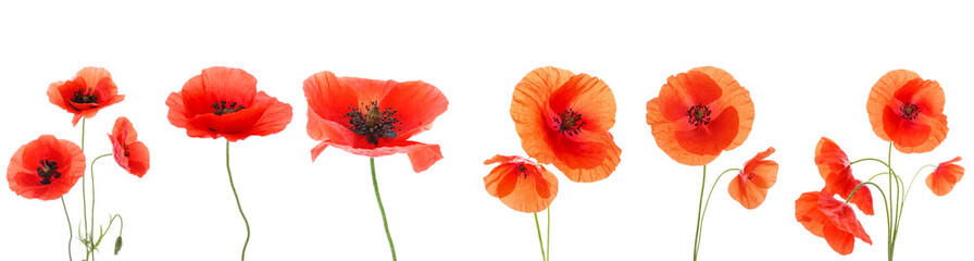 Set of poppy flowers isolated on white - obrazy, fototapety, plakaty