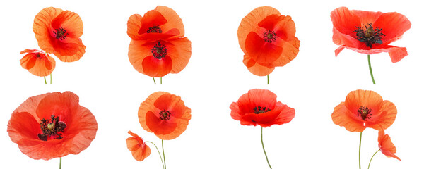 Set of poppy flowers isolated on white - obrazy, fototapety, plakaty