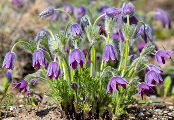 a close-up with Pulsatilla grandis flowers