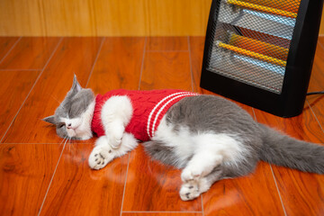angle view cat sleeping on a wood floor with an electric heater nearby