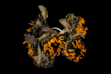 top view faded sunflowers on a black background