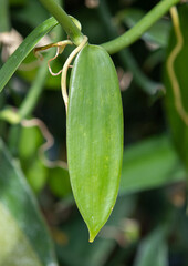 a close-up with a Vanilla planifolia leaf