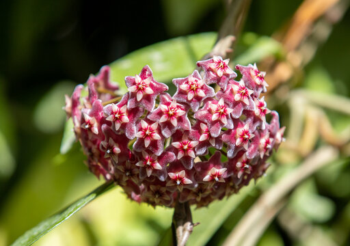 a close-up with a Hoya pubicalyx flower