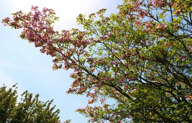 春の青空　ﾊハナミズキの花　風景