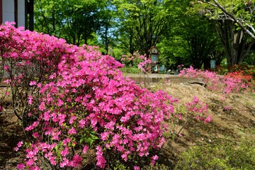 春の日　ツツジのきれいな公園　ネーブルパーク