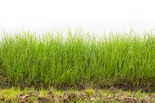 Grass and soil were born in the fields. Isolated on a white background