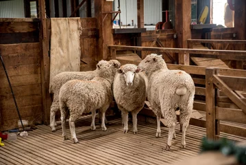 Badkamer foto achterwand flock of sheep © CJO Photography