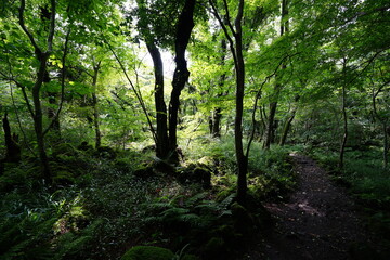 Fototapeta na wymiar dense summer forest with fern and moss