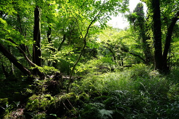 dense summer forest with fern and moss