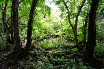 dense summer forest with fern and moss