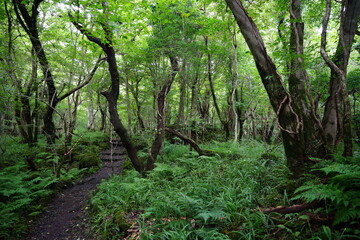 thick wild forest with path