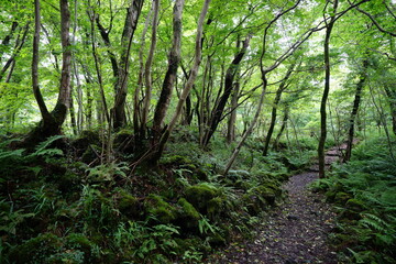 Obraz premium fine pathway through mossy rocks and old trees