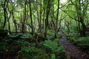 Fototapeta premium thick wild forest with path
