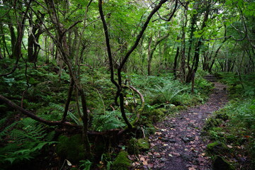 Fototapeta na wymiar thick wild forest with path
