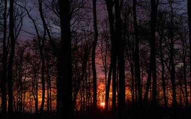 Fototapeta na wymiar twilight landscape in the evening forest