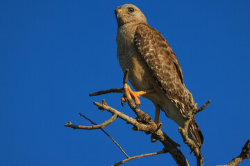 Red Shouldered Hawk Perched in Tree