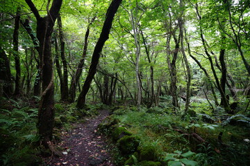 refreshing summer forest with sunlight