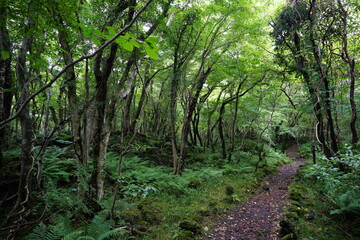 thick wild forest with path