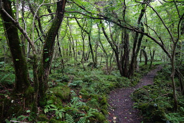 Fototapeta na wymiar fine pathway through mossy rocks and old trees