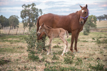 horse and foal