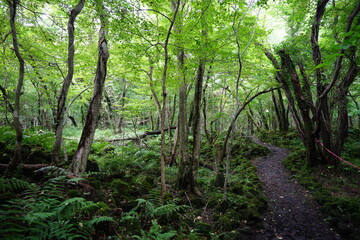 Obraz premium refreshing summer forest with sunlight