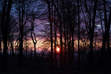Naklejka premium a beautiful sunset seen through the trees