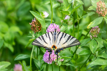 Beautiful Butterfly Scarce Swallowtail, Sail Swallowtail, Pear-tree Swallowtail, Podalirius. Latin name Iphiclides podaliriu. Butterfly collects nectar on flower.