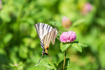 Beautiful Butterfly Scarce Swallowtail, Sail Swallowtail, Pear-tree Swallowtail, Podalirius. Latin name Iphiclides podaliriu. Butterfly collects nectar on flower.